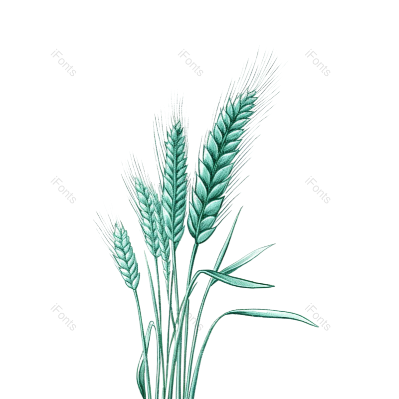 小满图片,麦子元素,丰收PNG,麦田免抠素材